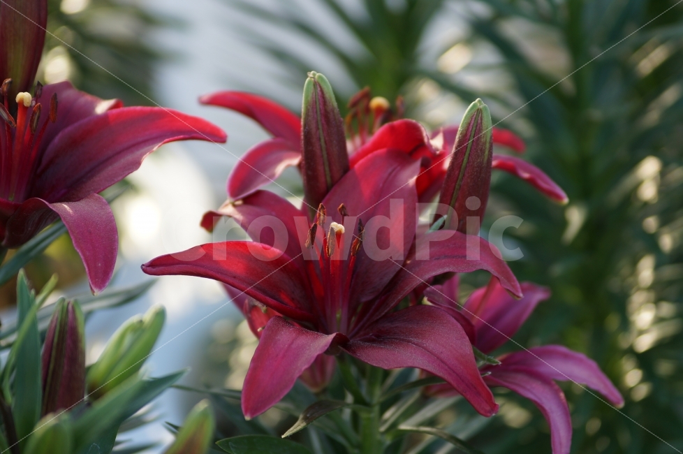 봄꽃,봄꽃축제,야생화,태화강,꽃사진,식물,자연,plants,nature,꽃,flower