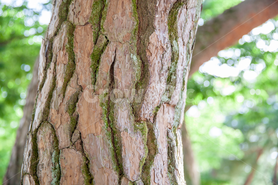 소나무,클로즈업,껍질,나뭇결,갈라짐,녹색,빛망울,숲,노송,고해상,나무,tree,treetrunk,나무줄기,plant,식물,소나무껍질,나무,trees,wood