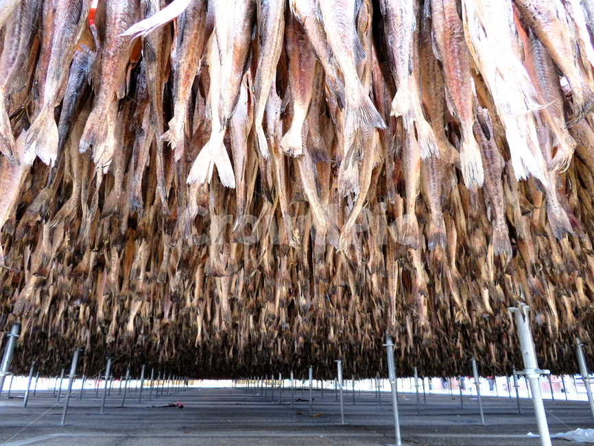 물고기,생선,동물,식품,풍경,음식,식재료,요리,food,cook,meal,dishes,food reserves,수산물,해산물,fishery products,seafood