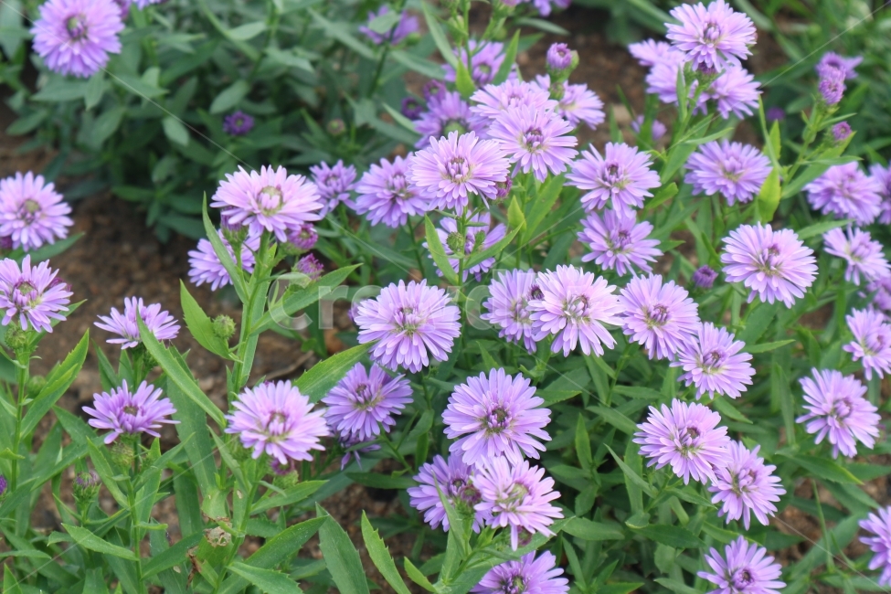 하늘정원,가을,꽃,보라색,자연,식물,자연,plants,nature,꽃,flower