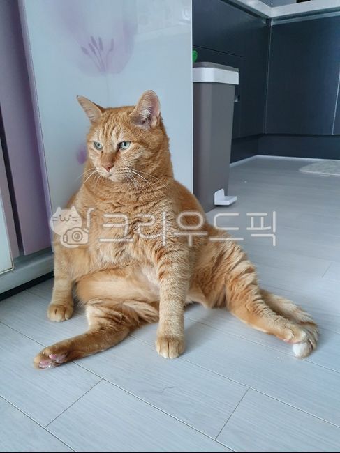 cheese cat,cat,nose short,fat cat,cute