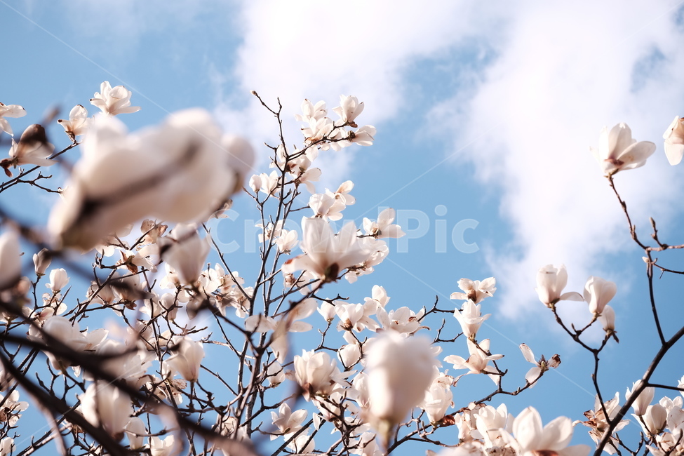 magnolia,목련,백목련,봄꽃,spring,flower,flowers,봄,하늘,봄,계절,spring,season,식물,자연,plants,nature,꽃,flower,plant