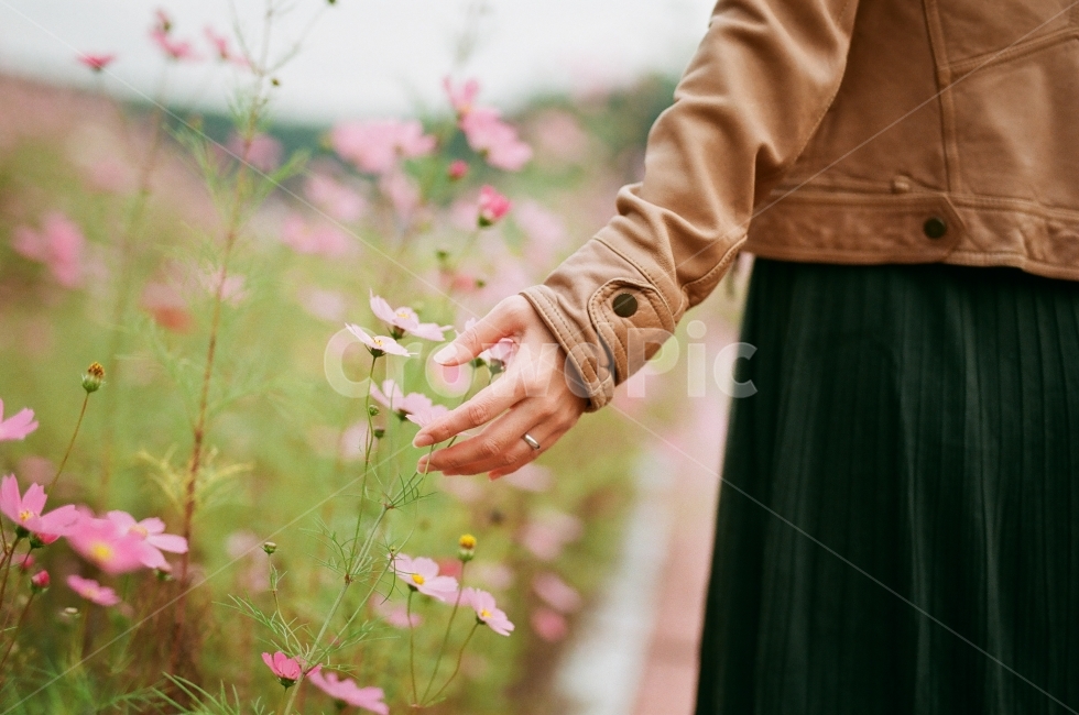 꽃,가을,가을꽃,코스모스,단양,인물사진,모델,손,가을,계절,fall,autumn,season,사람,인물,인간,human,person,신체일부,몸,body,감성,sensible,feeling