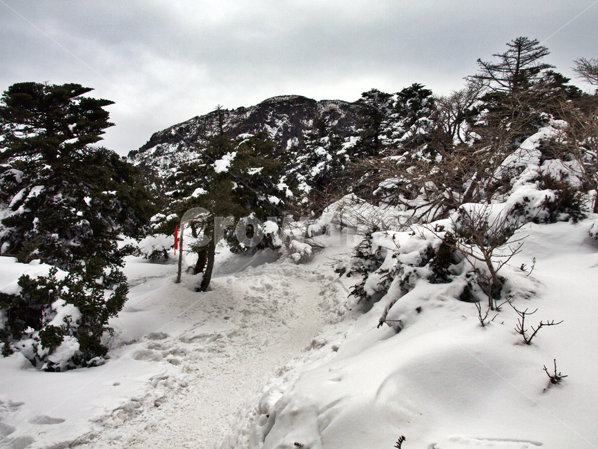 어리목,제주도,한라산,설경,겨울,설화,겨울산,눈,설목,겨울,계절,winter,season,자연,풍경,nature,landscape,tree,나무,plant,식물,fir,전나무