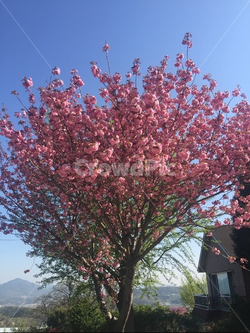봄,왕벚꽃나무,수북한꽃,파란하늘,꽃만개,식물,자연,plants,nature,꽃,flower,나무,trees,wood