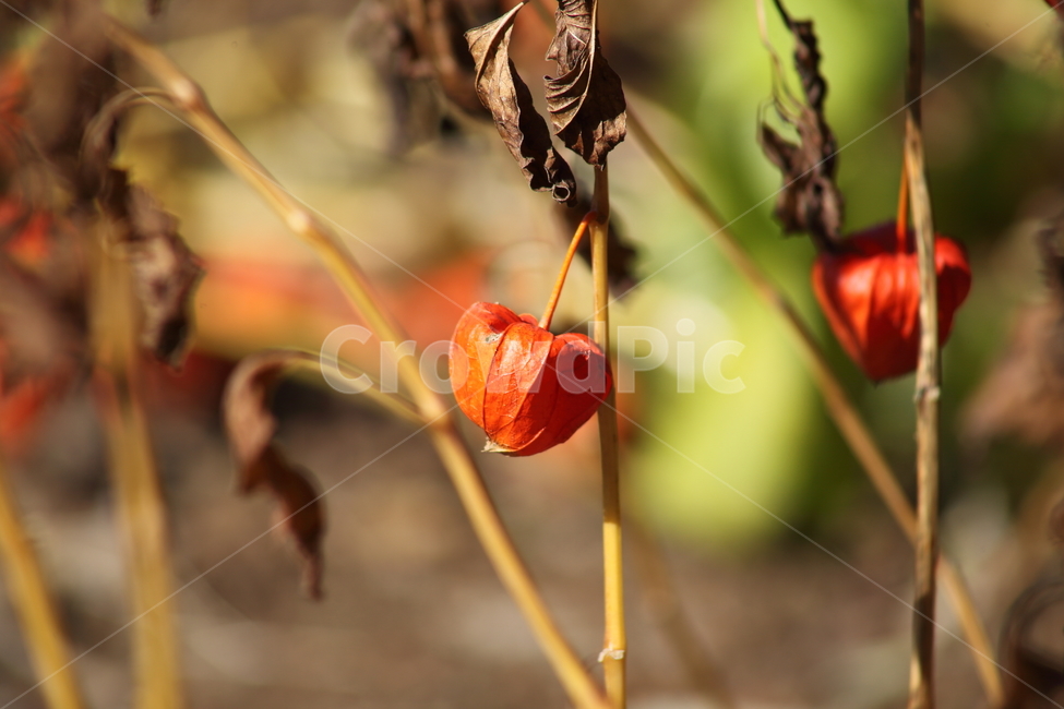 꽈리,식물,등롱초,가을,physalisalkekengivar,식물,자연,plants,nature