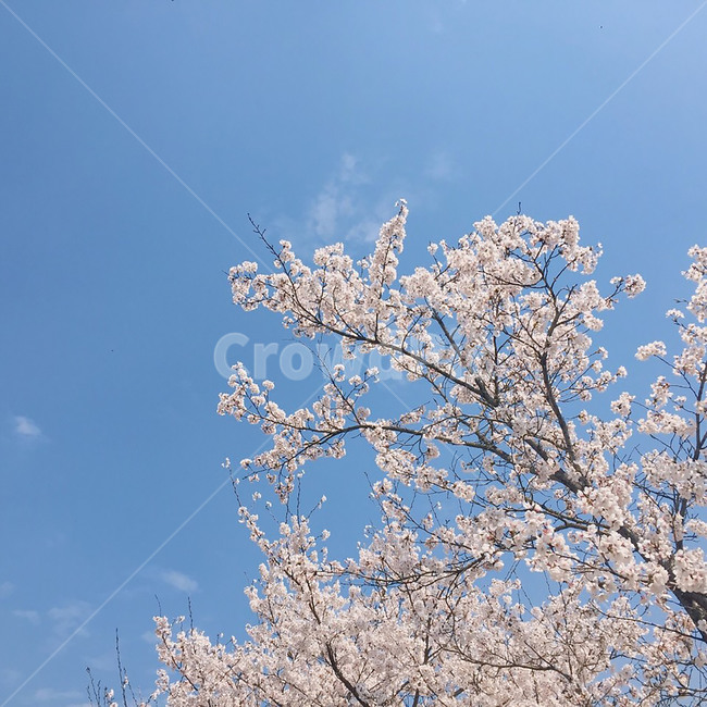 spring,벚꽃,봄,나무,하늘,꽃,sakura,tree,flower,sky,cherryblossom,사쿠라,분홍색,pink,하늘색,배경,background,벚나무