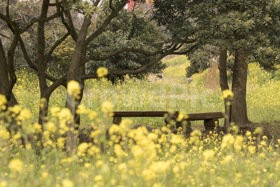 유채꽃,유채,봄,제주,제주도,봄날씨,풍경,사진,자연,풍경,nature,landscape,tree,나무,plant,식물,tree trunk,나무 줄기