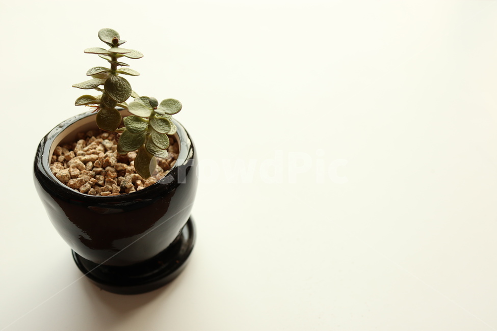 다육식물,인테리어,화분,식물,공기정화,도기류,plant,pottedplant,식물,자연,plants,nature,실내용화초,화분,화초,house plant