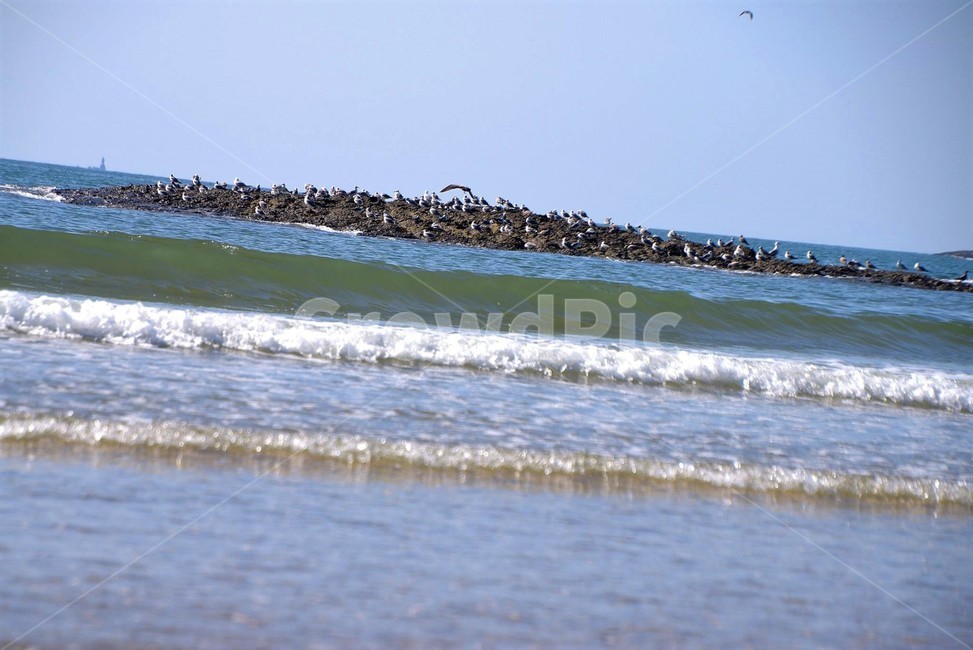 seagull,sea,갈매기,바다,곰소,파도,wave,자연,풍경,nature,landscape,water,물,ocean,대양,outdoors,옥외