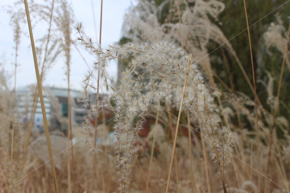 갈대,억새,억새풀,가을,식물,자연,야생,공원,정원,나들이,소풍,식물,자연,plants,nature,가을,계절,fall,autumn,season,grass,잔디,plant,lawn,reed