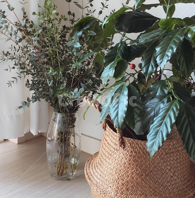 식물,plant,플랜테리어,커피나무,유칼립투스