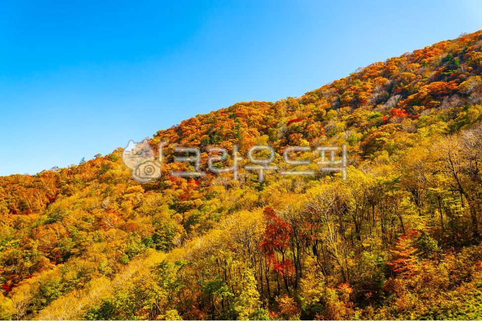 가을, 덕유산, 무주군, 단풍, 풍경, 사진,이미지,일러스트,캘리그라피 - 메추리알작가