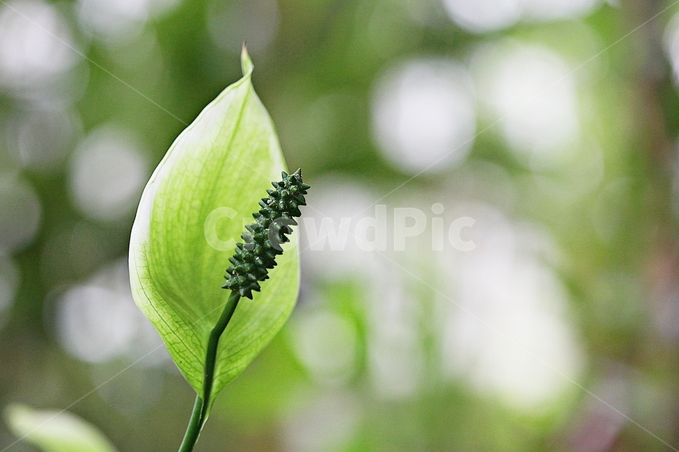 스파티필름,꽃,잎,식물원,식물,자연,공원,꽃씨,씨,식물,자연,plants,nature
