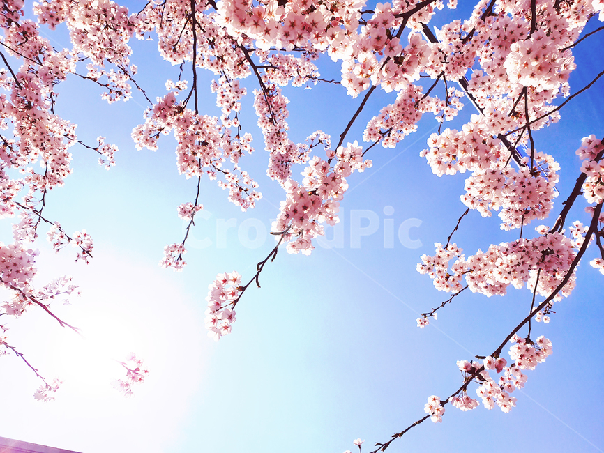 blossom,cherryblossom,식물,flower,plant,꽃,벚꽃,하늘,햇빛,sunshion,태양광,야외,자연,봄,계절,spring,season