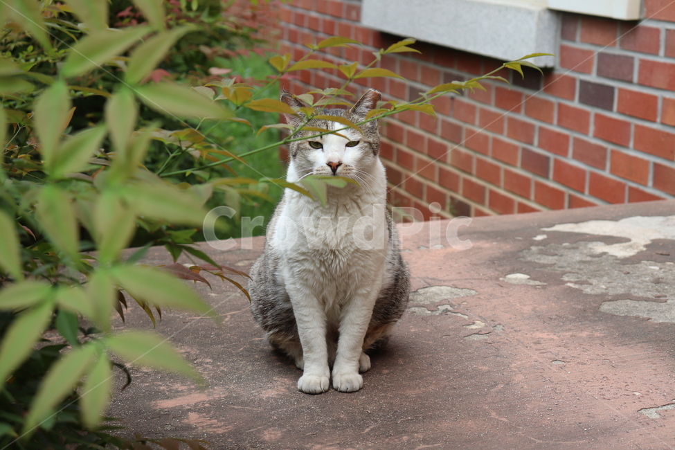 cat,고양이,동물,animal,길냥이,pet,다소곳,포즈,동물,animal,포유류,mammal,고양이,cat,kitten,kitty