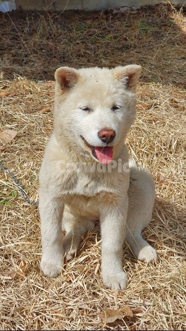 강아지,개,멍멍이,댕댕이,귀여움,동물,animal,포유류,mammal,개,강아지,dog,doggy
