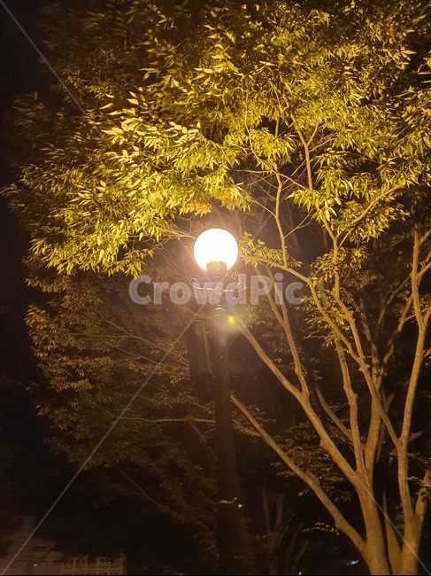 flare,빛,light,나무,밤,식물,자연,plants,nature,나무,trees,wood