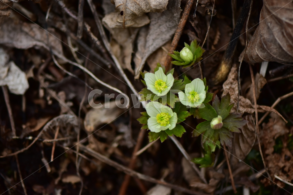모데미풀,야생화,봄,꽃,풀꽃,자연,식물,식생,plants,nature,spring,season,flower