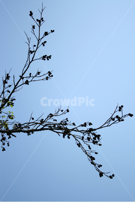 하늘,열매,봄,봄날,봄풍경,감성,spring,공원,풍경,식물,새싹,잎,봄,계절,spring,season,식물,자연,plants,nature,과일,열매,fruit