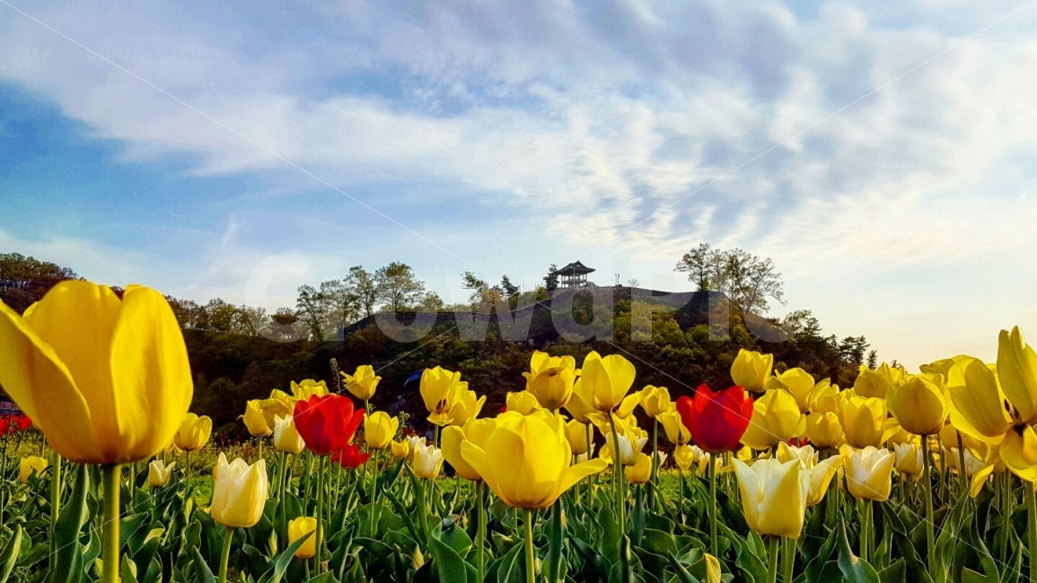 금강둔치,꽃,하늘,튤립,배경,국내,여행,식물,자연,plants,nature,풍경,landscape,봄,계절,spring,season,꽃,flower,plant