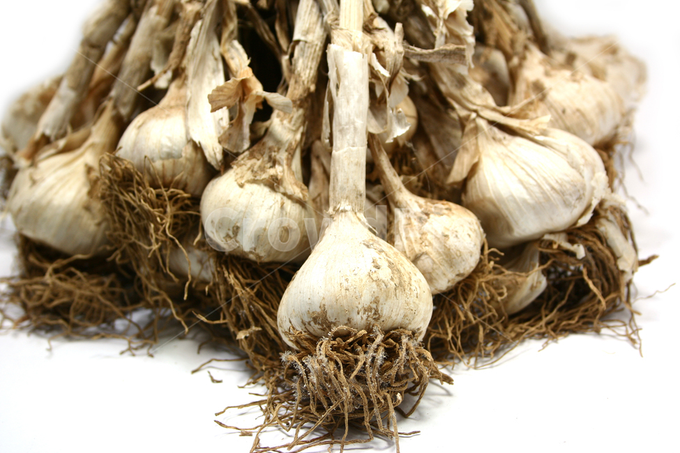 마늘,통마늘,농산물,마늘재배,채소,음식,식재료,요리,food,cook,meal,dishes,food reserves,채소,야채,vegetables