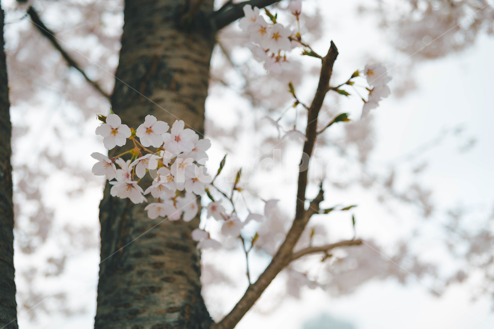 봄,벚꽃,봄꽃,꽃잎,flower,blossom,cheeryblossom