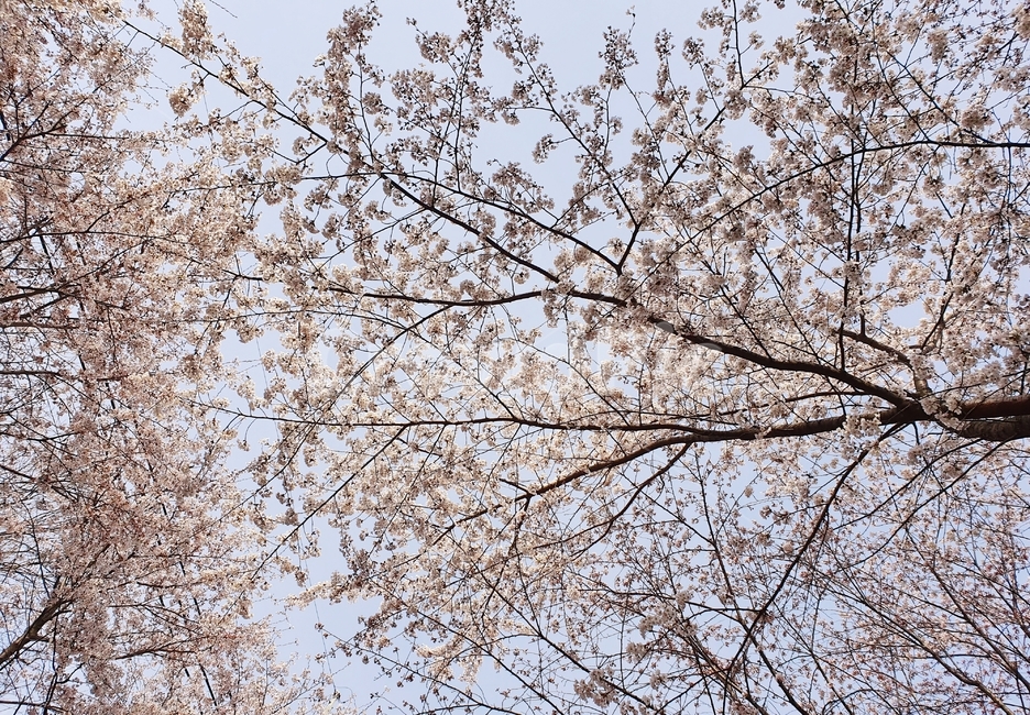 벚꽃,봄,꽃,분홍,cherryblossom,만개,배경화면,wallpaper