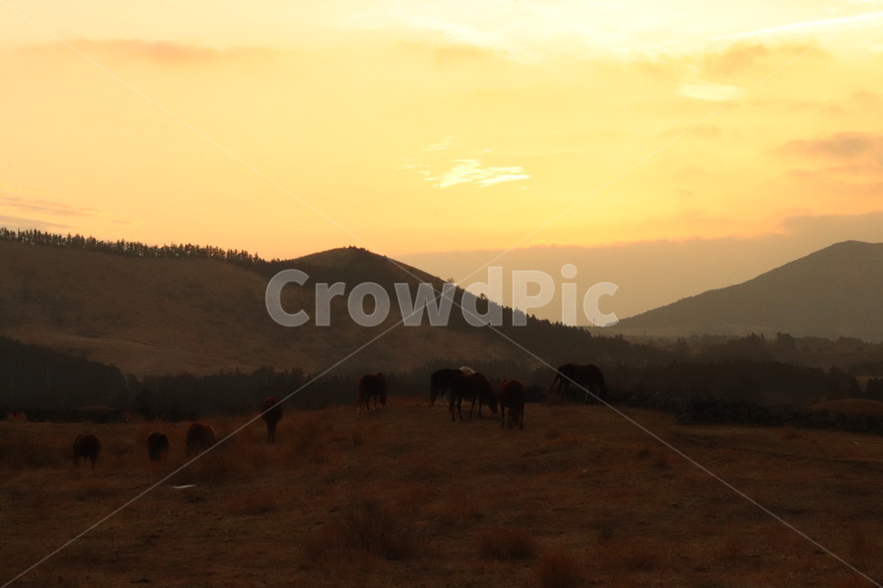 제주도,말,노을,목장,방목,초원,선셋,sunset,일본,훗카이도,자연,풍경,nature,landscape,outdoors,옥외,field,들,grassland,목초지