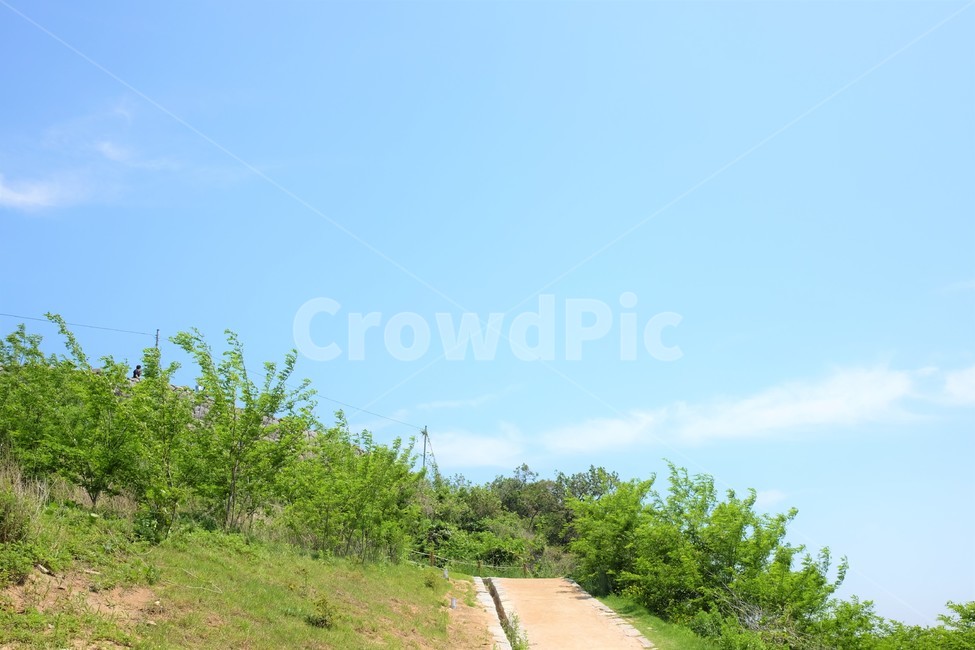 하늘,나무,자연,초록,파랑,풍경,숲,맑음,자연,풍경,nature,landscape,outdoors,옥외