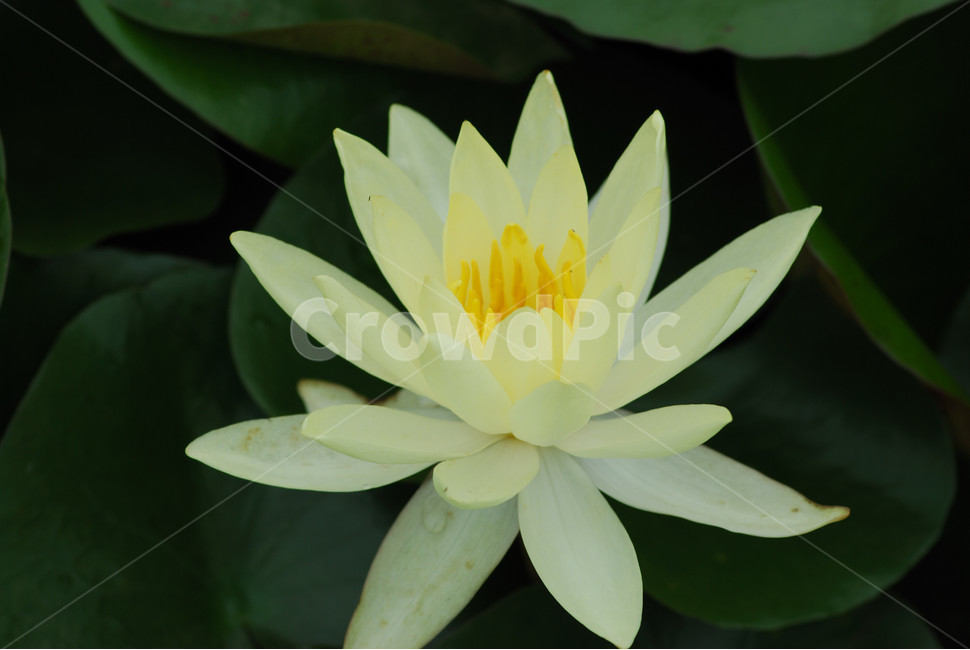 관곡지,시흥연꽃테마파크,연술,연꽃,연잎,식물,자연,plants,nature,꽃,flower