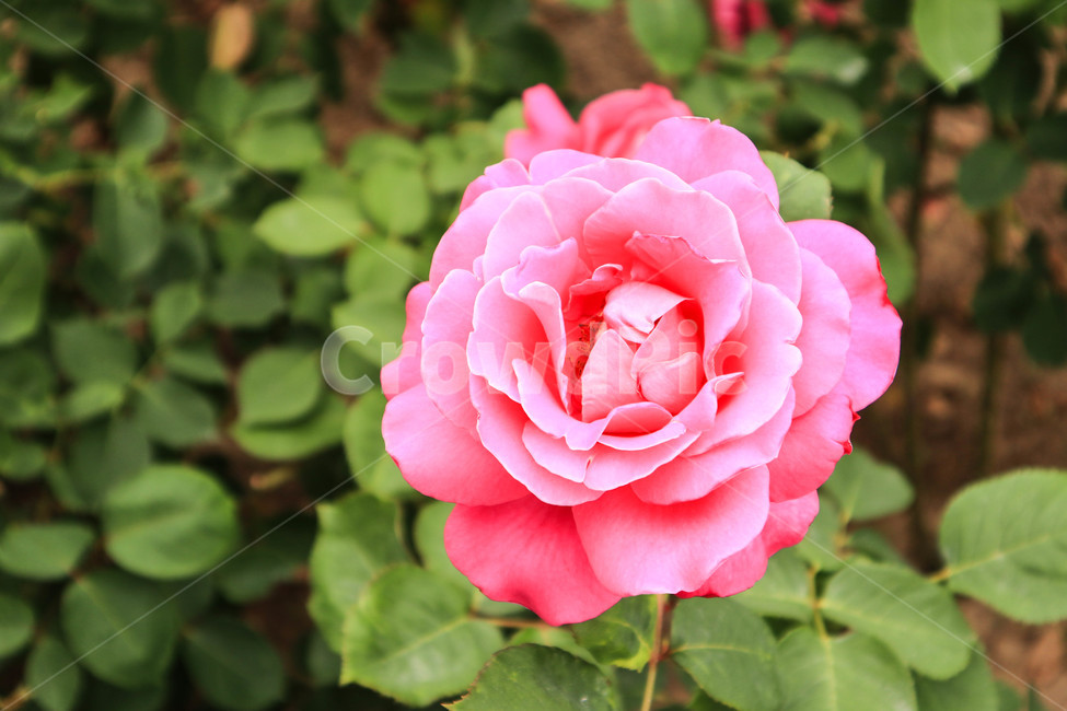 장미,로즈,꽃,분홍,자연,rose,flower,핑크,pink,분홍꽃,실외,식물