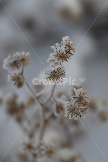 눈꽃,겨울,강가,눈온다음날아침,겨울풍경,겨울,계절,winter,season,식물,자연,plants,nature,감성,sensible,feeling
