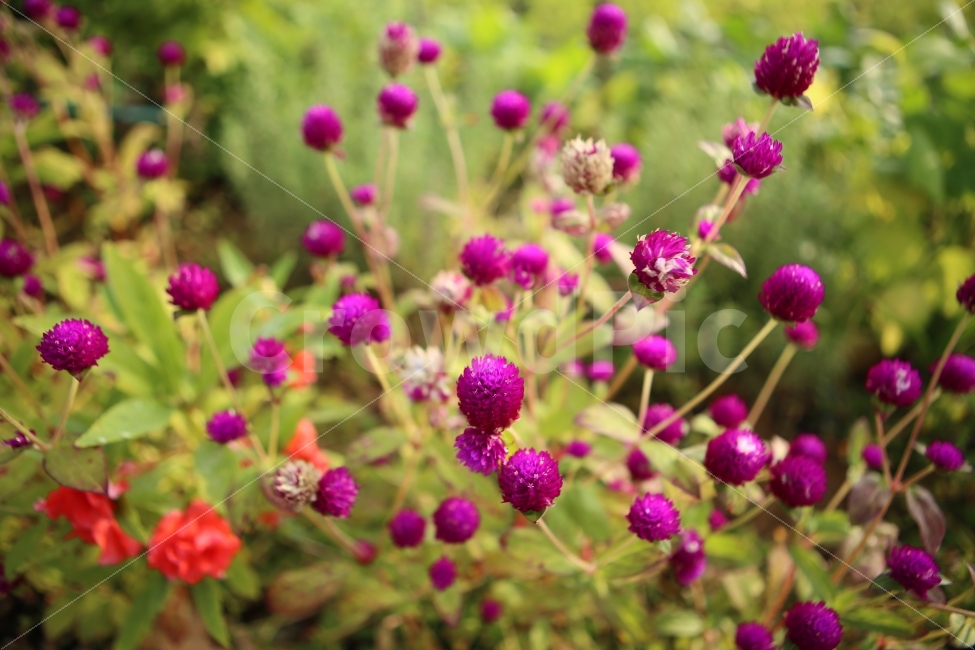 꽃,자연,힐링,보라색,배경,식물,자연,plants,nature,꽃,flower