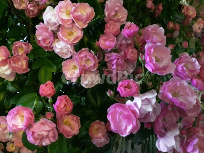 꽃,장미,밤,몽환적,분홍,식물,자연,plants,nature,꽃,flower