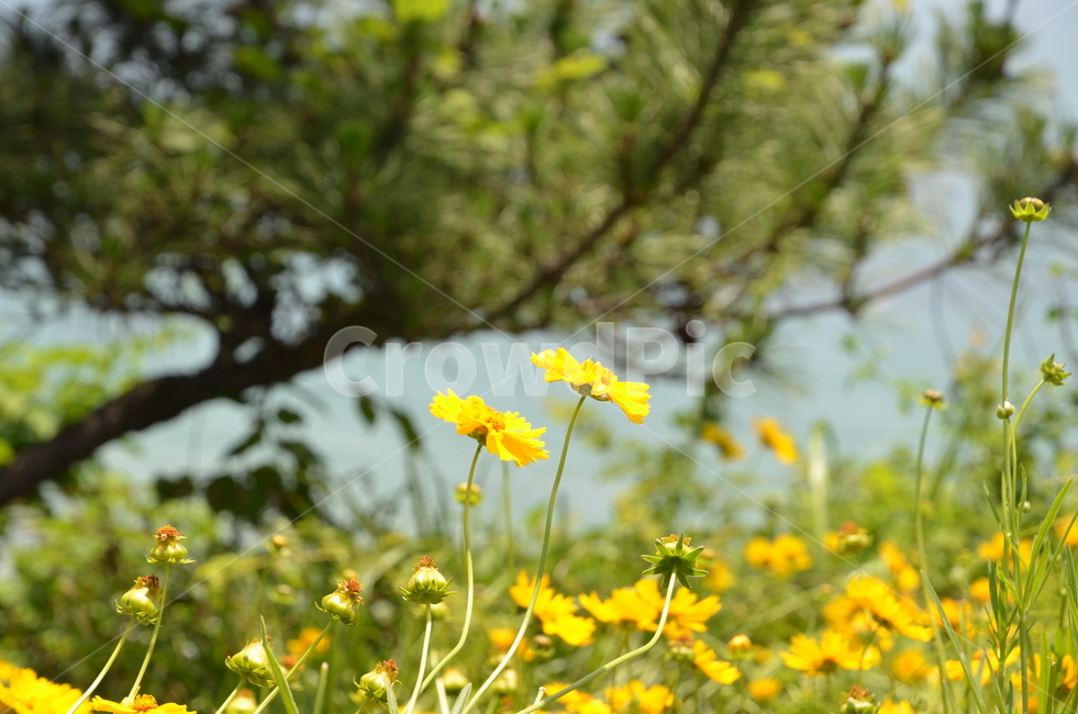 노란꽃,노랑꽃,들꽃,개화,꽃,자연,낮,노란색,제주도,소나무,flower,nature