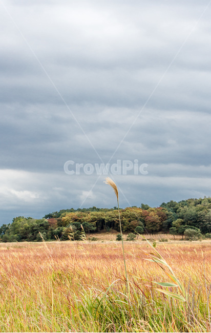 우움도,갈대,풍경,습지,감성,하늘,구름,가을,계절,fall,autumn,season,자연,풍경,nature,landscape,한국자연풍경,한국자연경관,korea nature landscape,outdoors,옥외,grassland,목초지,field,들