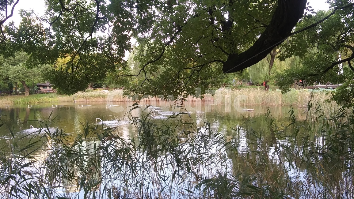 호수,nature,자연,plant,식물,tree,나무,water,물,outdoors,옥외,land,땅,녹색,푸르른,green,풍경,공원,자연,풍경,nature,landscape