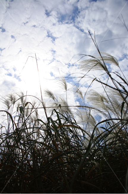 하늘,구름,가을,억새,자연,nature,식물,plant,자연,풍경,nature,landscape,grass,잔디,lawn,reed,갈대