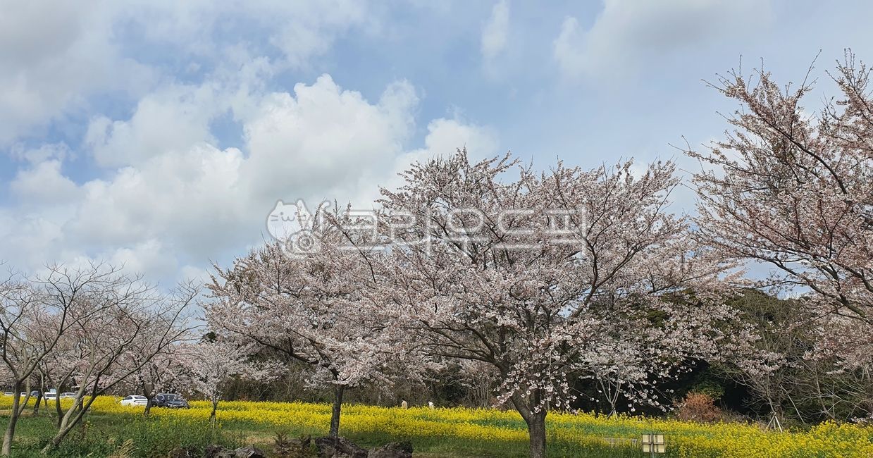 cherry blossom tree,Cherry Blossom,cherryblossom,tree,flower