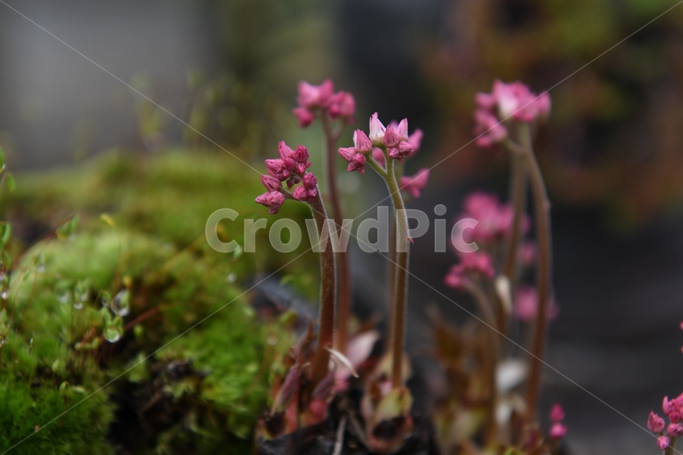 식물,꽃,감성사진,자연,flower,꽃사진,봄,봄꽃,계절,빗방울,비,감성,4월,spring,힐링,자연풍경,풍경,봄,계절,spring,season,식물,자연,plants,nature,꽃,flower,plant,geranium,제라늄,blossom