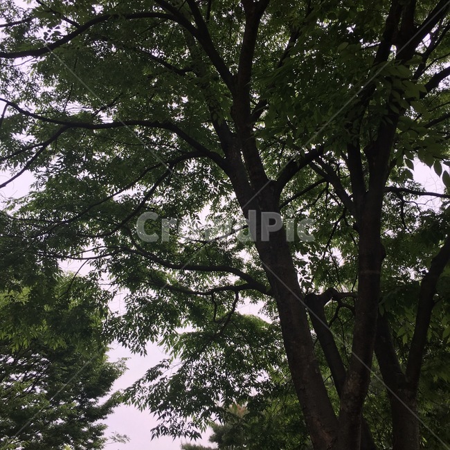 나무,자연,숲,풍경,산,tree,forest,woods