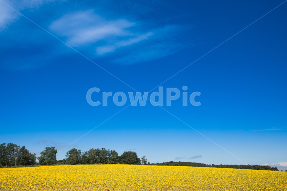 해바라기,해바라기꽃,꽃,sunflower,flower,식물,자연,풍경,nature,landscape,식물,plants,꽃,flower,field,들,outdoors,옥외,grassland,목초지