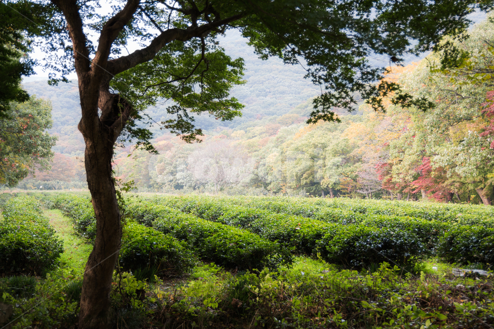 풍경,가을,산책,차밭,단풍구경,가을,계절,fall,autumn,season,자연,풍경,nature,landscape,식물,plants,나무,trees,wood,휴식,힐링,rest,relaxation,healing,outdoors,옥외,tree,plant,tree trunk,나무 줄기