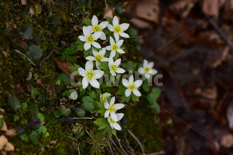 모데미풀,야생화,봄,꽃,풀꽃,자연,식물,식생,plants,nature,spring,season,flower