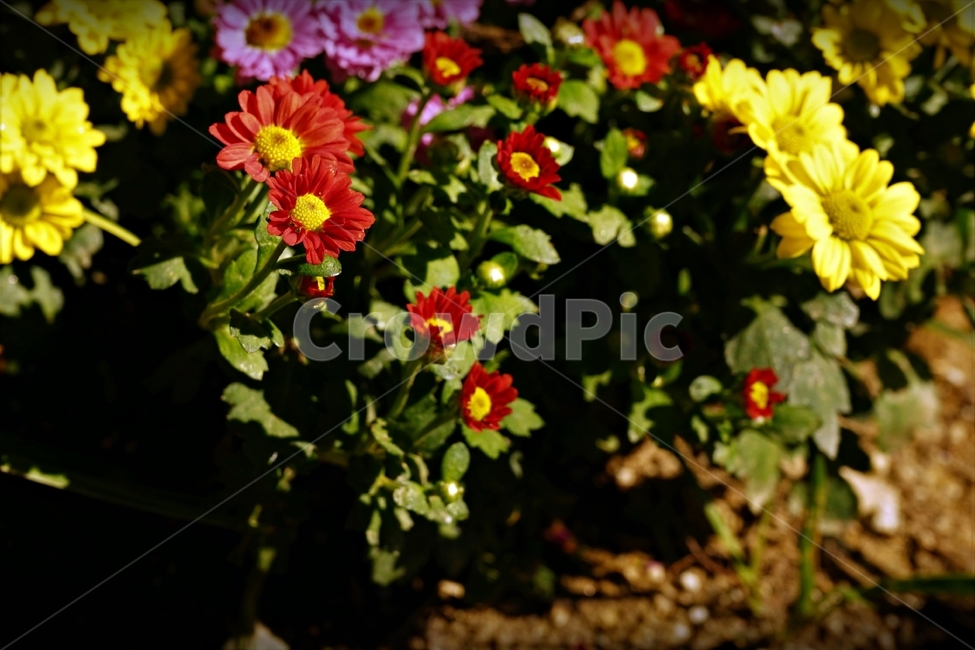 꽃,아름다움,정원,식물,자연,flower,bloom,beauty,plant,nature,beautiful,식물,자연,plants,nature,꽃,flower