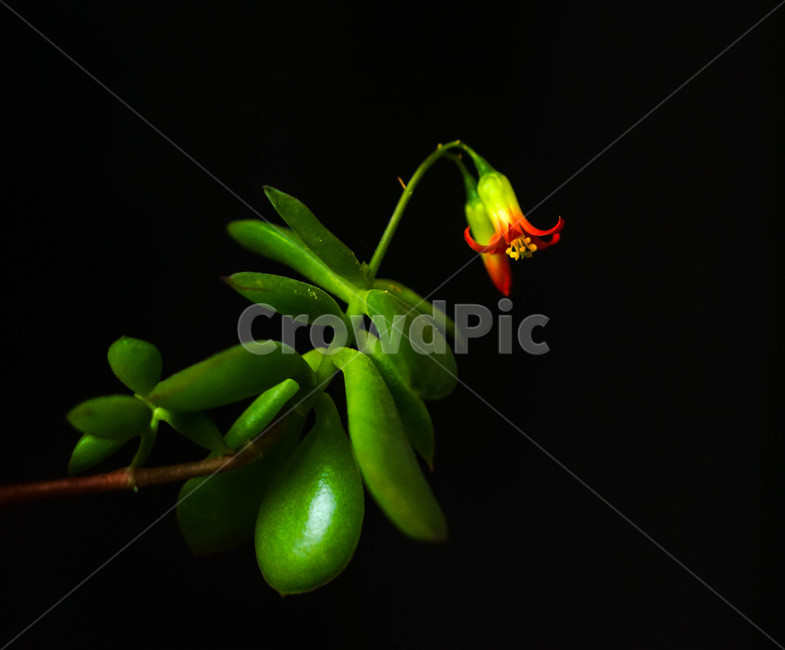 꽃,봄,식물,화초,자연,계절,감성,식물,자연,plants,nature,꽃,flower