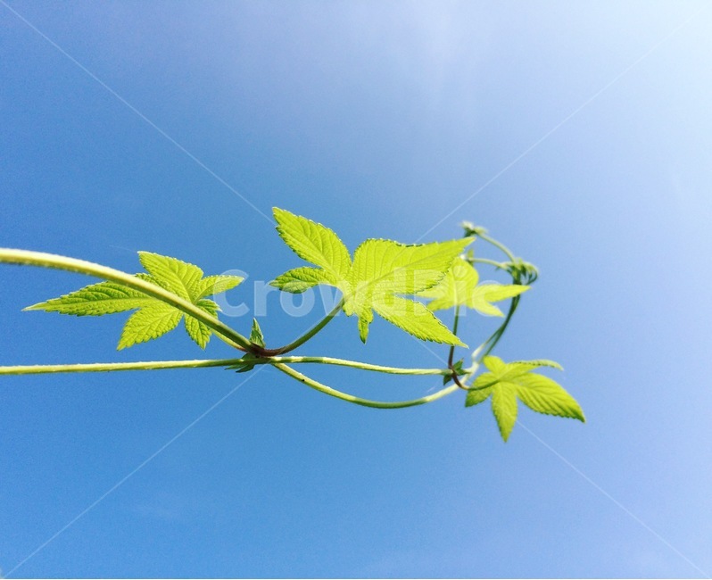 들풀,환삼덩굴,자생화,야생화,들꽃,한국식물,leaf,잎,plant,식물
