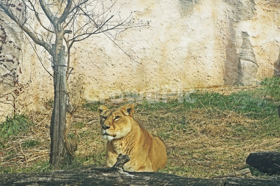 동물,야생,사자,줄무늬,육식,nature,자연,lion,animail,animalpark,park,동물보호,동물,animal,포유류,mammal