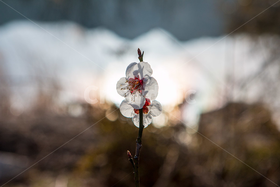 매화,봄꽃,자연,봄,꽃,나들이,봄,계절,spring,season,식물,자연,plants,nature,꽃,flower,plant,geranium,제라늄,blossom,petal,꽃잎